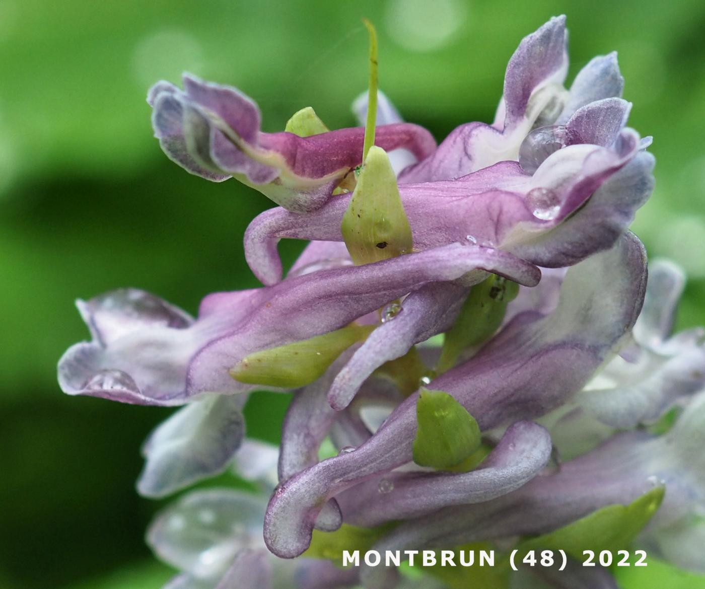 Corydalis, [Hollow] flower